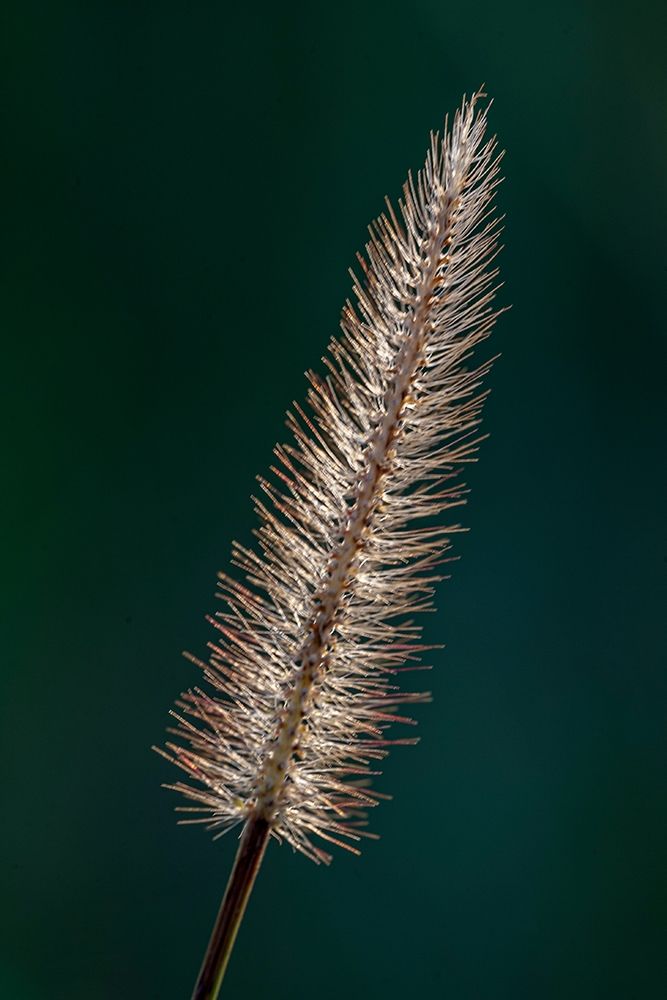 Foxtail grass